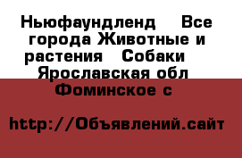 Ньюфаундленд  - Все города Животные и растения » Собаки   . Ярославская обл.,Фоминское с.